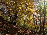 37 Smaglianti colori autunnali dei faggi esposti al sole